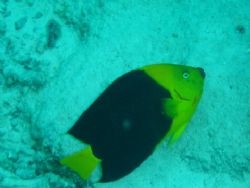 Rockfish by Kelly N. Saunders 